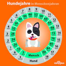 hundejahre und menschenjahre im vergleich mit dieser grafik kannst du ganz leicht umrechnen idaplus idaswelt hunde hundeleben hundeliebe hundelieb
