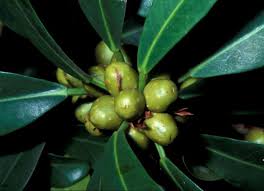 Image result for Ficus craterostoma