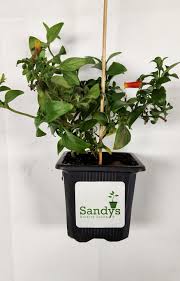 Image result for Manettia