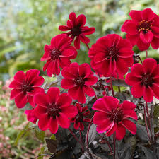 Due to an enormous growth in popularity in recent years, new dahlia cultivars are being introduced regularly and we're proud to offer one of the largest selection anywhere, from the enormous dinnerplates such. Dracula Dark Angel Dahlia Bulbs Dark Angel Dahlia Series High Country Gardens