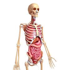 See more ideas about anatomy, anatomy study, rib cage anatomy. Anatomy Rib Cage Anatomy Drawing Diagram
