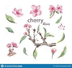Watercolor Cherry Blossom Set Illustration Cherry Or Sakura Tree Branch Buds Green Leaves Pink Delicate F Pink Watercolor Flower Sakura Tree Cherry Blossom