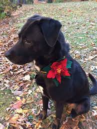 6 Slip On Flower Bow Tie Onto Pet Collar Felt Poinsettia Pet Collar Flower By Twomuttcrafthut Pet Collars Pets Furry Friend