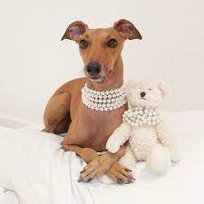 Tell Me About Your Day Go On I M Listening Feel Free To Comment Your Life Story If Need Be Doggie Style Miniature Italian Greyhound Italian Greyhound