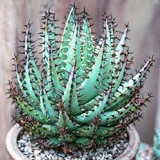 Aloe africana (african aloe) plant, organic. Aloe Erinacea Succulents Garden Cactus Plants Plants