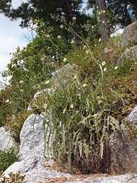 Image result for Lactuca indica