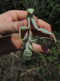 We did not find results for: Hierodula Majuscula Giant Australian Rainforest Mantis Usmantis