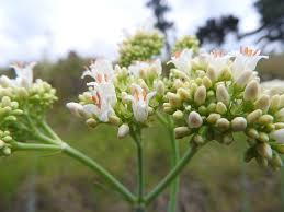 Image result for Spermacoce subvulgata