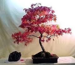 Ideally, it should be propagated (regardless of the method) in early summer. Oshio Beni Japanese Maple 7 Seeds Acer Bonsai Buy Online In Bulgaria At Bulgaria Desertcart Com Productid 31097077