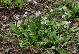 Image result for Hartliella