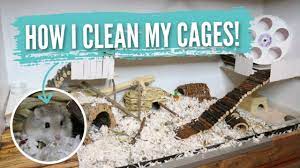 How I Clean My Hamster Cages! - Youtube