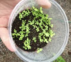 How to grow cactus from seed (a beginners guide). Further Adventures With Takeaway Tek Herbalistics