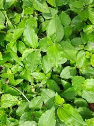 Image result for Haplocoelum