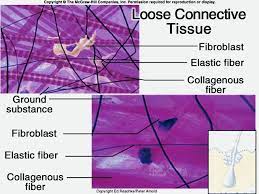 Study Guide Home Page Anatomy And Physiology Textbook Medical Laboratory Science Medical Coding