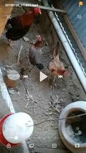 Karakter ayam burma yang kuat, seringkali memberi ide kepada para penggemar ayam petarung untuk mengawinkan ayam burma dengan ayam bangkok. Jual Telur Ayam Fhilipin Jenis Ninja Pure Super Red Ninja Di Lapak M Yunus Bukalapak