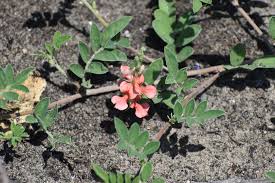 Image result for Indigofera adenoides