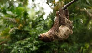 What Animals Live In The Amazon Rainforest Amazon Animals Animals Unusual Animals