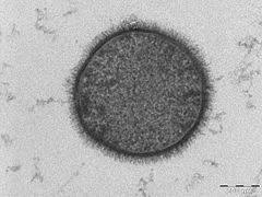 Huge collection, amazing choice, 100+ million high quality, affordable rf and rm images. Lipid Bilayer Wikipedia