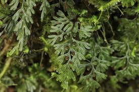 Image result for Hymenophyllum tunbridgense