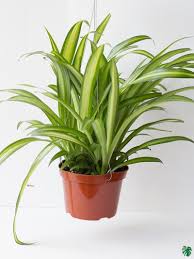 Image result for Chlorophytum pauper