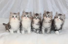 The siberian is an uncommon breed. Heavnzsent Siberians Shelly S Cats Wisconsin