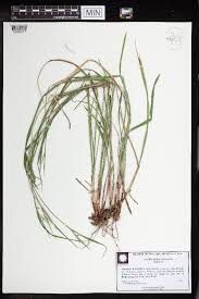 Image result for Ascolepis protea