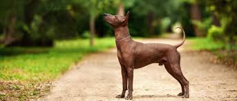Maybe you would like to learn more about one of these? Xoloitzcuintli All About Dogs Orvis