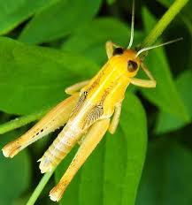 Yellow Grasshopper 062913 Melanoplus Differentialis Female Beautiful Bugs Grasshopper Animal Planet