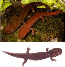 For starters, the pacific giant salamander spends its days hiding under rocks and logs. Top Comparison Of Live Neotenic Dicamptodon Tenebrosus Coastal Giant Download Scientific Diagram