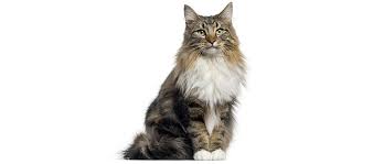 We have already mentioned that this is a rather large cat, weighing in at. Norwegian Forest Cats Your Playful Adventurous Friend