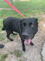 Founded in 1952, the brevard humane society (central brevard humane society) is the county's oldest established animal welfare organization. Sheriff Ivey Stirs Controversy Over Dog At Brevard Shelter