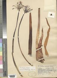 Image result for Tulbaghia fragrans