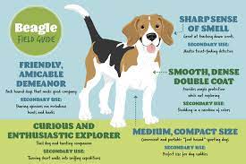 Beagle Field Guide Field Guide Beagle Dog Infographic