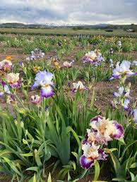 Saucy Sprite and Jolly Joey