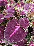 Image result for Coleus kapatensis