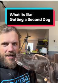 Adorable Baby Donkey Taking a Nap