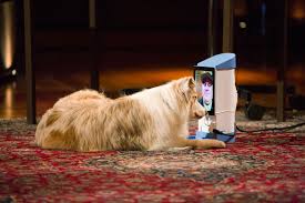 Dogs or cats would fall into this category. Why Can T Dogs Recognize Us On Our Phones And Tablets