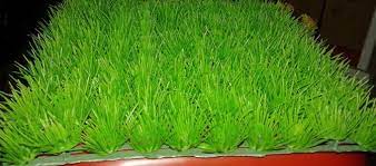 Harga rumput jepang siap tanam berkisar mulai rp 20 ribu sampai dengan 55 ribu per 1 x ` meter. Info Terbaru Cara Menanam Dan Harga Rumput Jepang Di Pasaran Daftar Harga Tarif