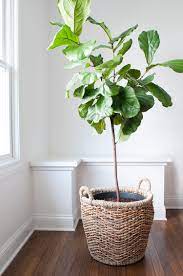 How To Repot A Fiddle Leaf Fig Tree Room For Tuesday