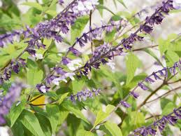 Salvia Divinorum Stock Photos And Royalty Free Images Vectors And Illustrations Adobe Stock However, salvia divinorum was named by the botanist carl epling, who probably had a better handle on the leaves of the plant have been used by mazatec indians for hundreds of years without any reported. salvia divinorum stock photos and