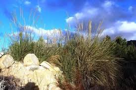 Image result for Cenchrus macrourus