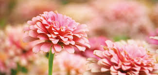 Has unrivalled experience in providing the best confinement service. Top Confinement Centre In Kuala Lumpur Kl Offering Best Services