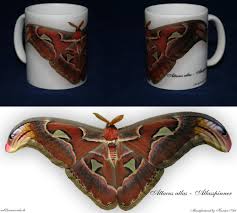 Möchten sie die domain atlasspinner.de kaufen? Attacus Atlas Atlasspinner