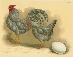 Das Dominikaner Huhn Ist Die Alteste Amerikanische Huhnerrasse Geflugel Album Jean Bungartz 1885 Huhnerrassen Huhner Rassen Huhner