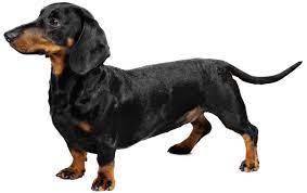 The modern name dachshund means simply badger (dachs) dog (hund) in german. Dachshund Dog Breed Information Pictures Characteristics Facts Dogtime