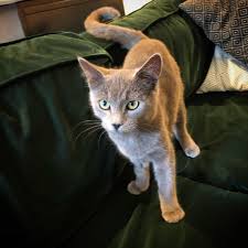 I Just Adopted My First Cat Reddit Say Hello To Vladimir Funny Looking Cats Cute Funny Animals Cats