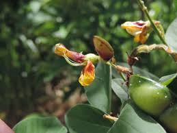 Image result for Cajanus cajan