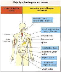 Lymphoid System At Geisel School Of Medicine At Dartmouth Studyblue Study Flashcards School Of Medicine Flashcards