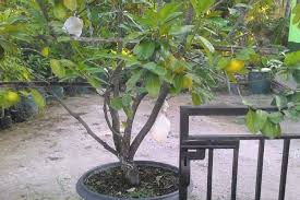 Jual aneka jenis bibit mangga ke jakarta hub.0858 5359 5509 siap tanam dan harga murah. Jual Bibit Tanaman Buah Dalam Pot Di Jakarta Seputar Buah