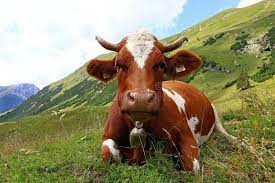 Vaca Do Simmental Com Chifres E Sino Nas Montanhas Imagem De Stock Imagem De Cara Agradavel 97551871